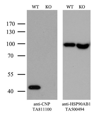 MAP3K15 Antibody
