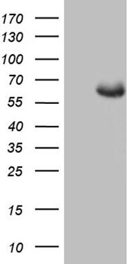 MAP3K15 Antibody