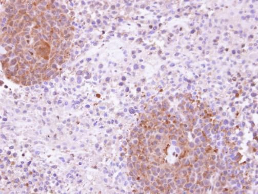 KHS Rabbit Polyclonal Antibody