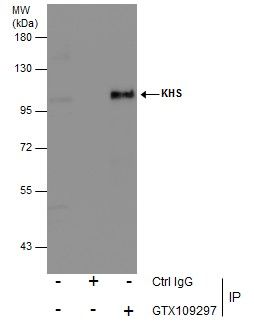 KHS Rabbit Polyclonal Antibody