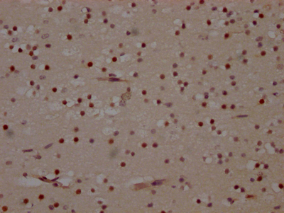 MAPK14 Antibody
