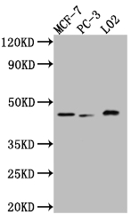 MAPK14 Antibody