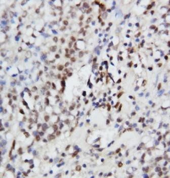 ERK1/MAPK3 Rabbit Polyclonal Antibody