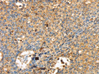 MAPK6 Antibody