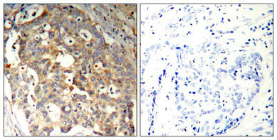 MAPK9/MAPK10 Antibody