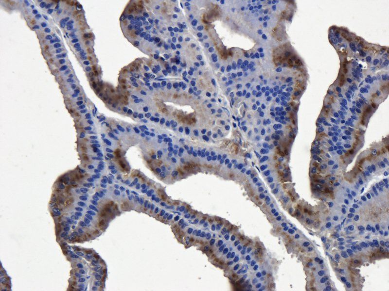 Mast Cell Chymase Rabbit Polyclonal Antibody