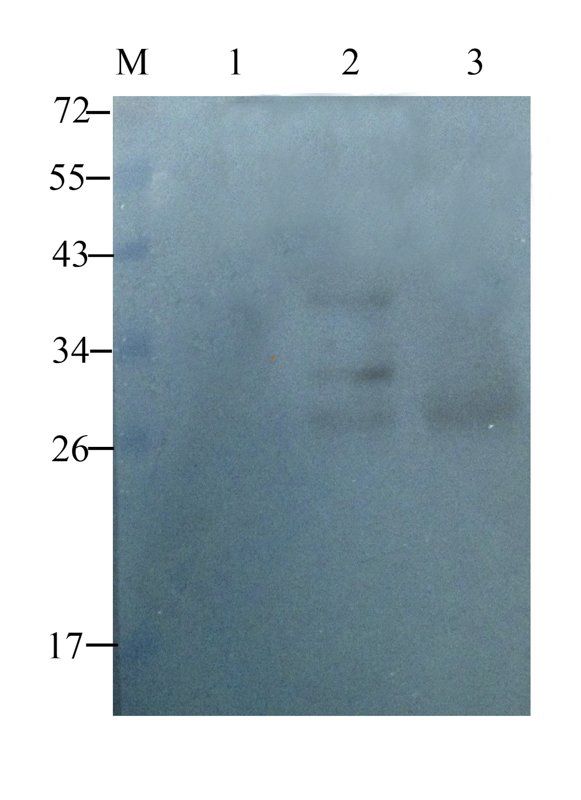 Mast Cell Chymase Rabbit Polyclonal Antibody