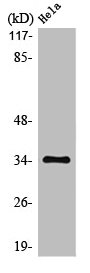 MC2R Antibody