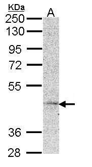 Munc 13-4 Rabbit Polyclonal Antibody