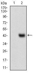 MCAM Antibody