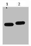 mCherry Antibody