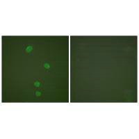 MCM5 Antibody
