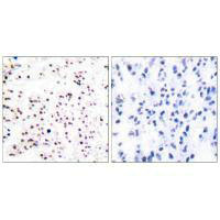 MCM5 Antibody