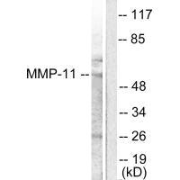 MCM5 Antibody