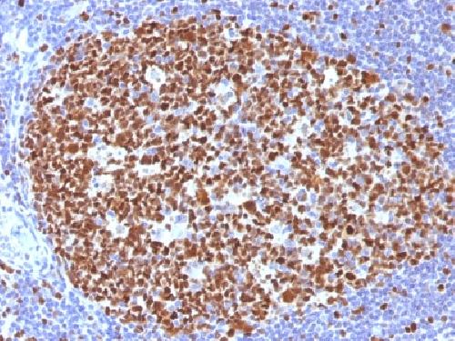 MCM7 Antibody