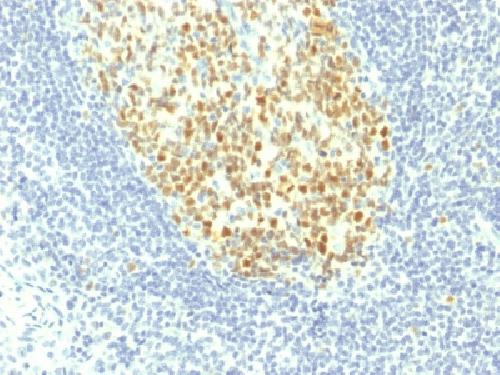 MCM7 Antibody