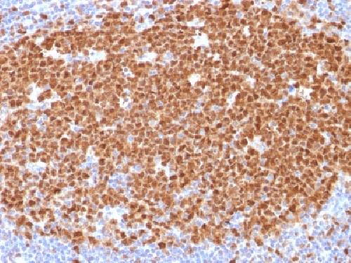 MCM7 Antibody