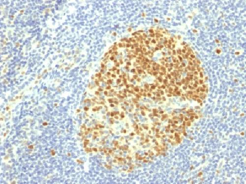 MCM7 Antibody