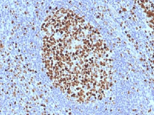 MCM7 Antibody