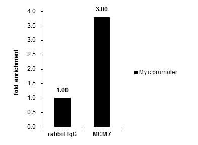 MCM7 Rabbit Polyclonal Antibody