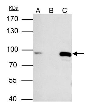 MCM7 Rabbit Polyclonal Antibody