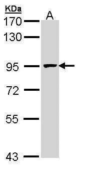 MCM7 Rabbit Polyclonal Antibody