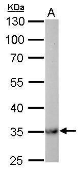 MDH2 Rabbit Polyclonal Antibody