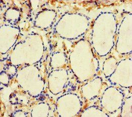 ME3 Antibody