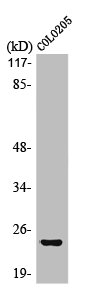 MED18 Antibody