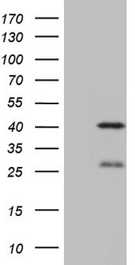 MED30 Antibody