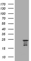 MEIS1 Antibody