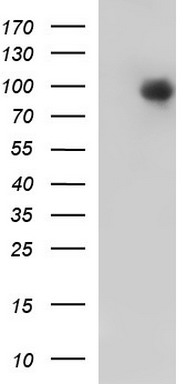 MEK1 Antibody