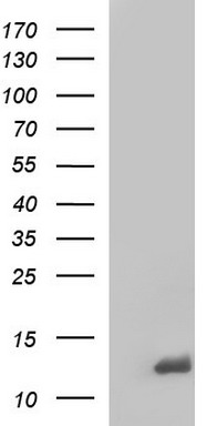 MEK1 Antibody