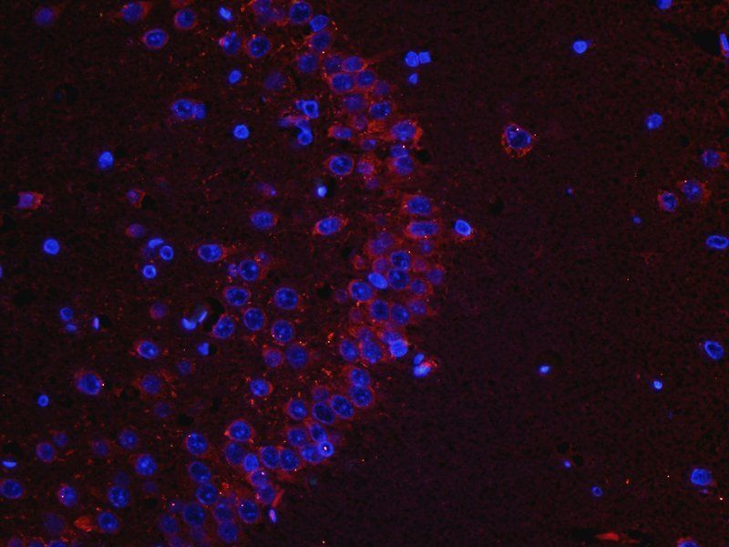 Melatonin Receptor 1A Rabbit Polyclonal Antibody