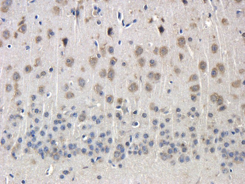 Melatonin Receptor 1A Rabbit Polyclonal Antibody