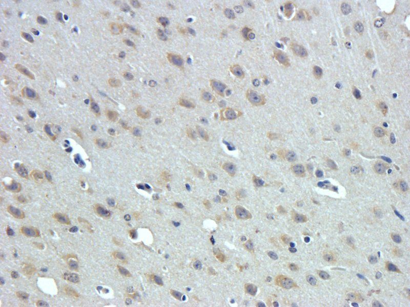 Melatonin Receptor 1A Rabbit Polyclonal Antibody