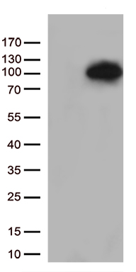 MEPCE Antibody