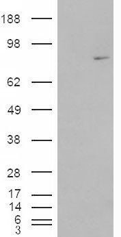 MEPCE Antibody