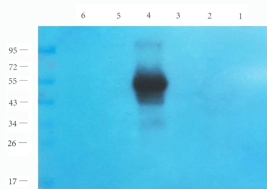 MESP1 Rabbit Polyclonal Antibody