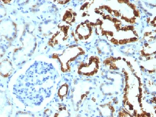 MFGE8 Antibody