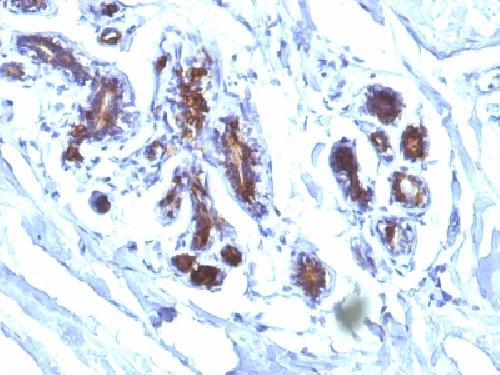 MFGE8 Antibody