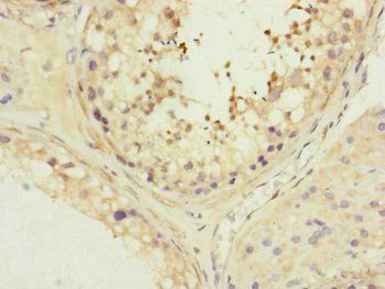 MFN1 Antibody