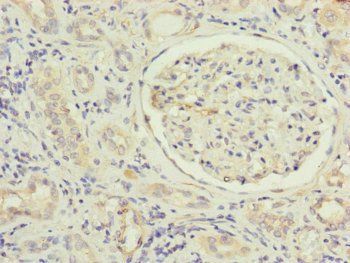 MFN1 Antibody