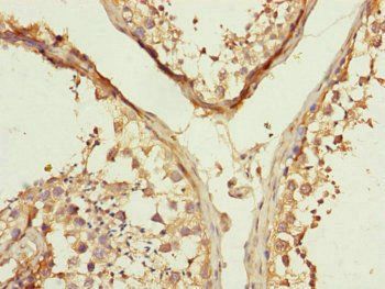 MFN1 Antibody