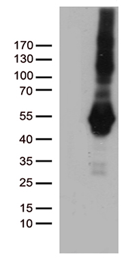 PDCD2L Antibody