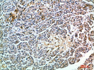MIA2 Antibody