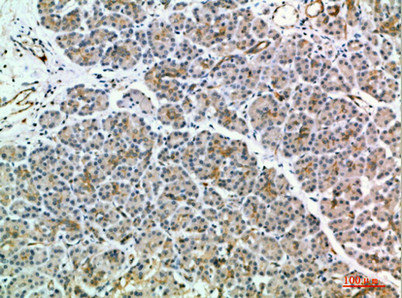 MIA2 Antibody