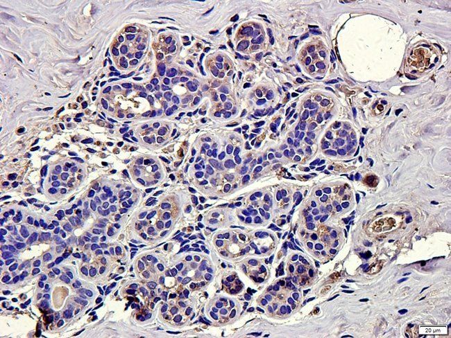 MIB1 Rabbit Polyclonal Antibody