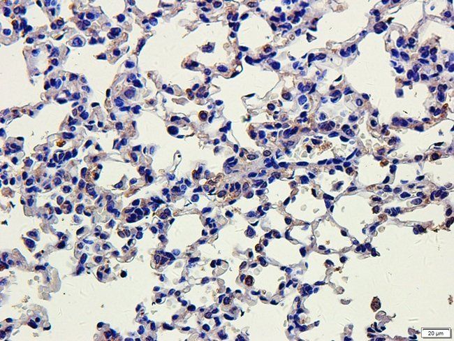 MIB1 Rabbit Polyclonal Antibody