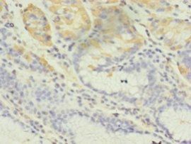 CBLIF Antibody